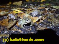 /home//u458753944/public_html/sourcegallery///McKaig Nature Center/2020-10-11/PA110733.JPG